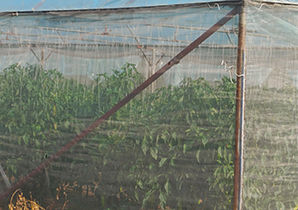 蔬菜種植網(wǎng)